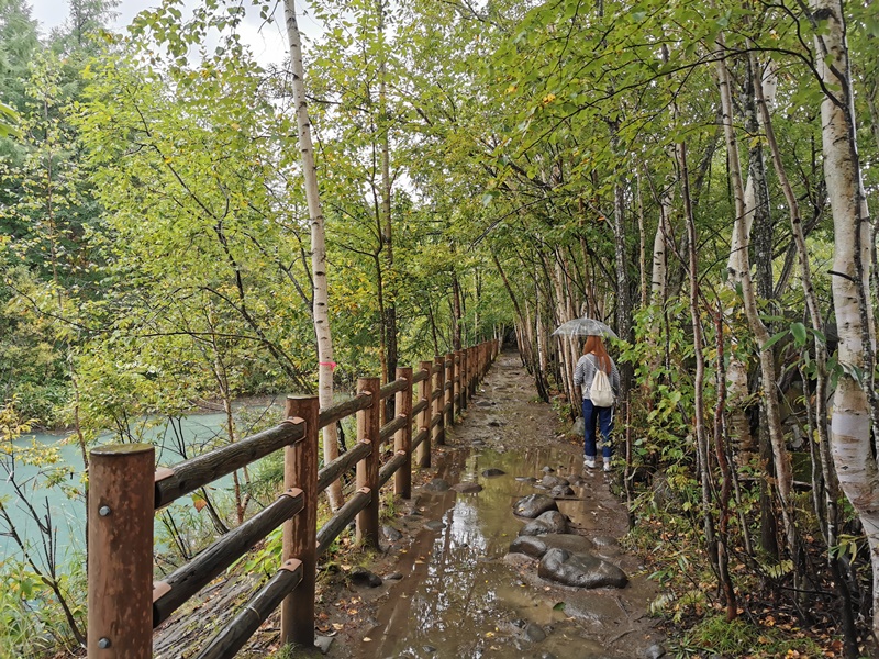 北海道青池｜北海道必去景點!交通秋天,建議白鬚瀑布一日遊!