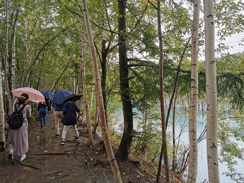 北海道青池｜北海道必去景點!交通秋天,建議白鬚瀑布一日遊!