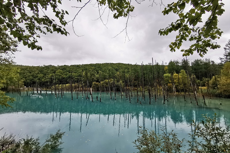 北海道青池｜北海道必去景點!交通秋天,建議白鬚瀑布一日遊!