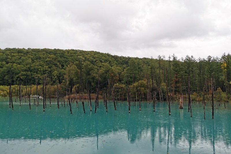 北海道青池｜北海道必去景點!交通秋天,建議白鬚瀑布一日遊!