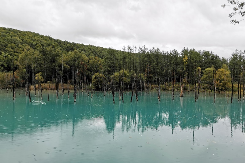 北海道青池｜北海道必去景點!交通秋天,建議白鬚瀑布一日遊!