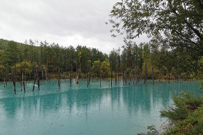 北海道青池｜北海道必去景點!交通秋天,建議白鬚瀑布一日遊!