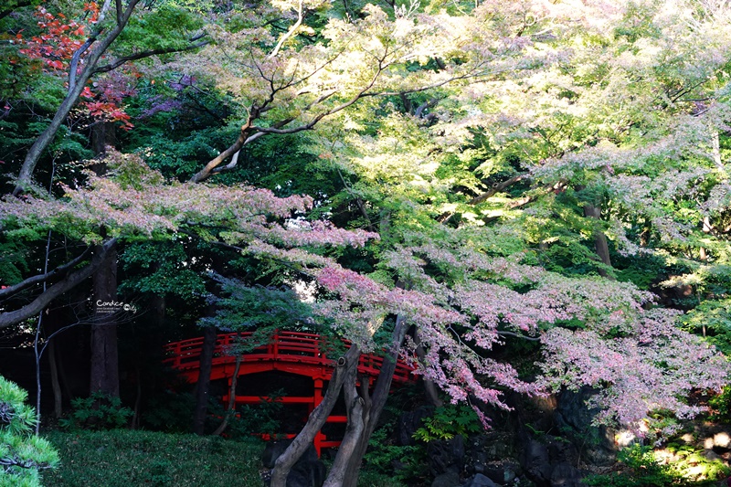 小石川後樂園｜超美東京楓葉景點推薦!東京賞楓必去!中國風日式庭園!