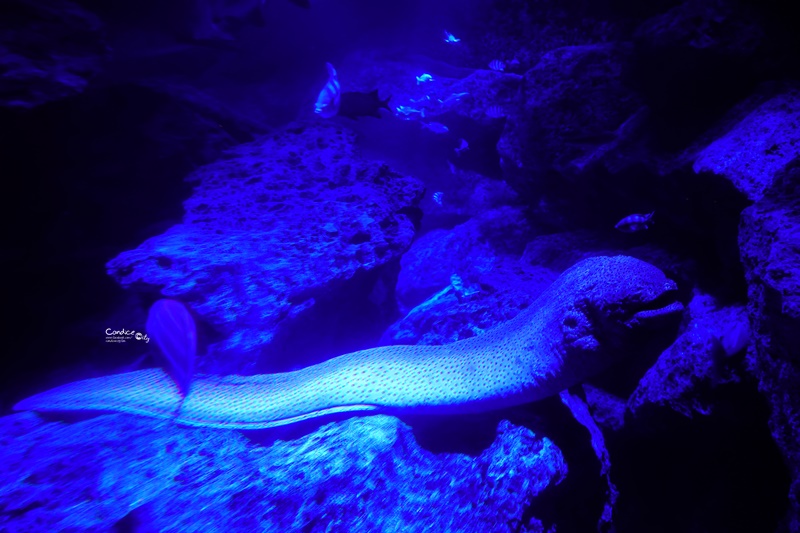 墨田水族館｜海龜水母寶寶必看!悠閒水族館東京水族館必訪!