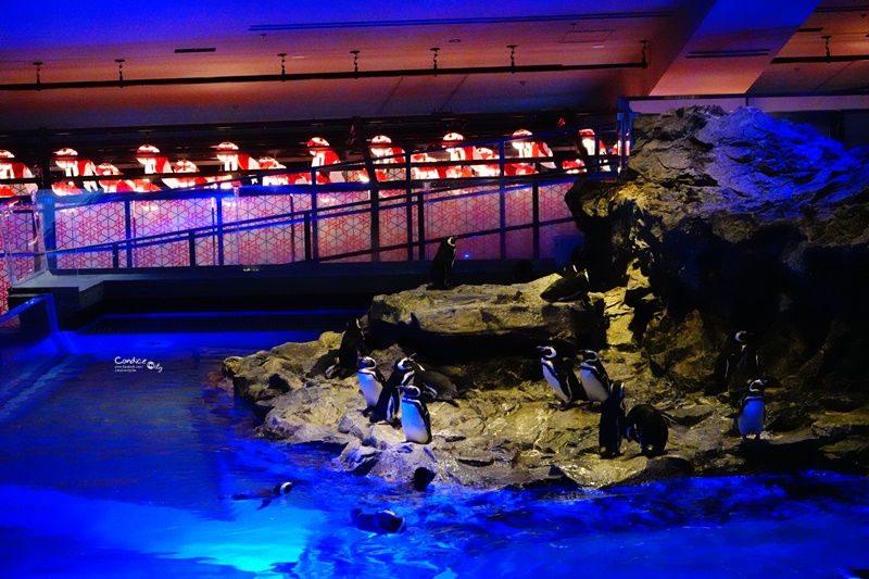 墨田水族館｜海龜水母寶寶必看!悠閒水族館東京水族館必訪!