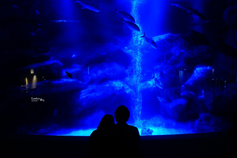 墨田水族館｜海龜水母寶寶必看!悠閒水族館東京水族館必訪!