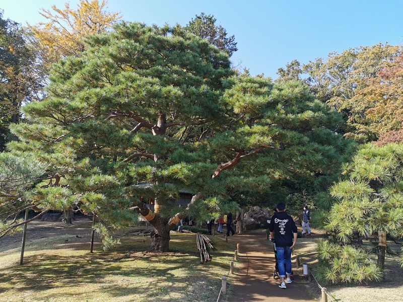 六義園｜超美東京名園!東京賞楓銀杏櫻花季節必訪!