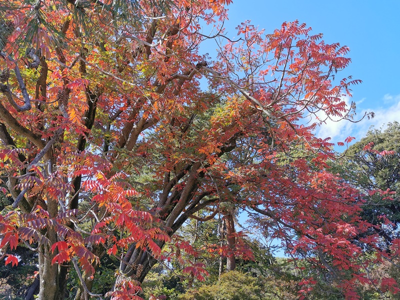 六義園｜超美東京名園!東京賞楓銀杏櫻花季節必訪!