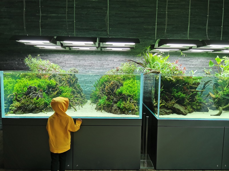 墨田水族館｜海龜水母寶寶必看!悠閒水族館東京水族館必訪!