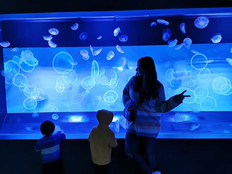 墨田水族館｜海龜水母寶寶必看!悠閒水族館東京水族館必訪!