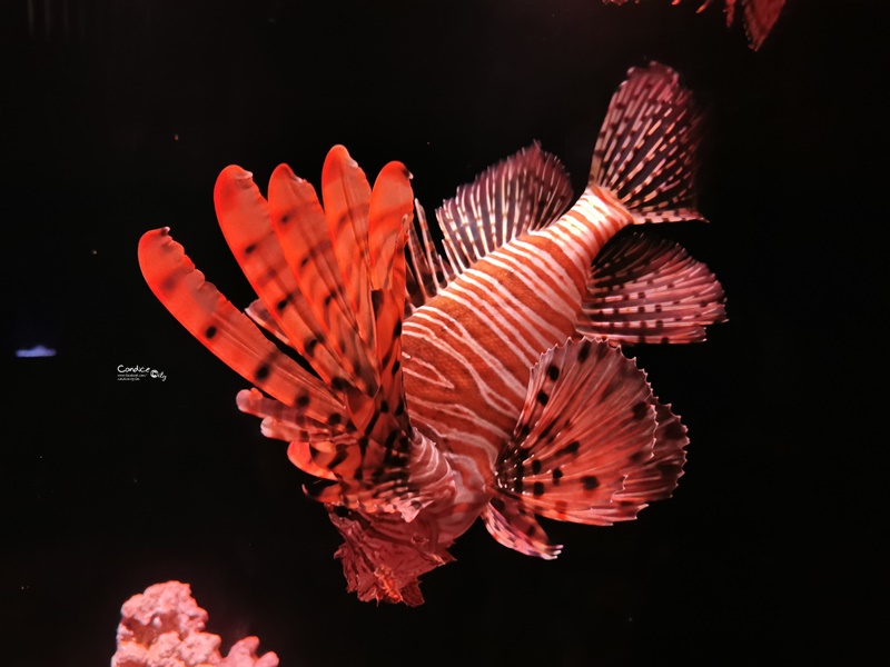 墨田水族館｜海龜水母寶寶必看!悠閒水族館東京水族館必訪!