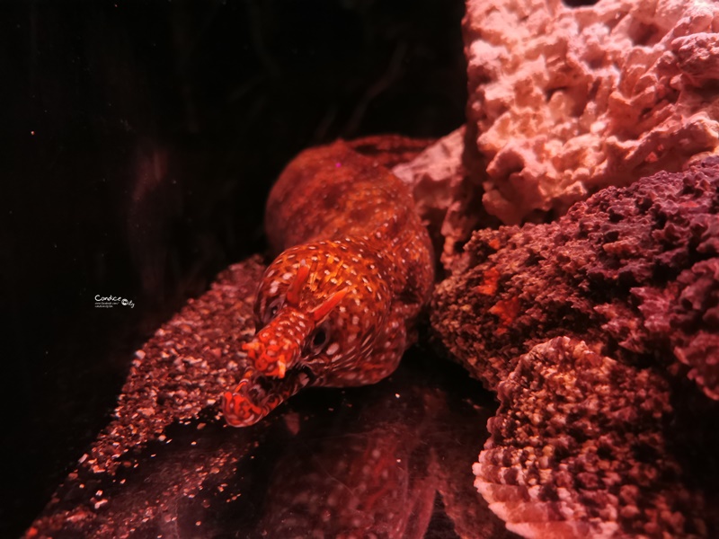 墨田水族館｜海龜水母寶寶必看!悠閒水族館東京水族館必訪!