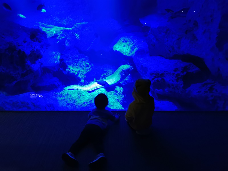 墨田水族館｜海龜水母寶寶必看!悠閒水族館東京水族館必訪!