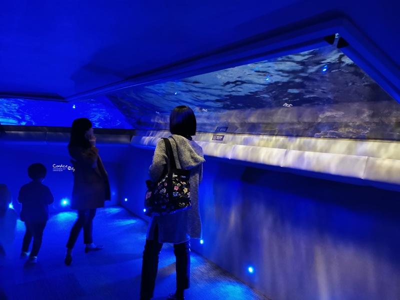 墨田水族館｜海龜水母寶寶必看!悠閒水族館東京水族館必訪!