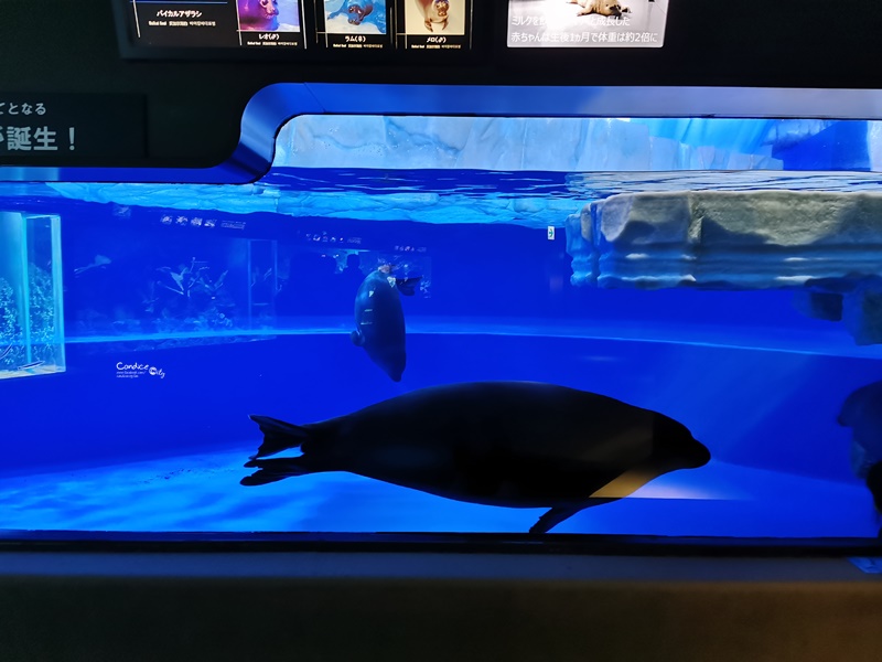 陽光水族館｜池袋水族館!池袋太陽城頂樓的水族館!還有室外企鵝池,動物區!