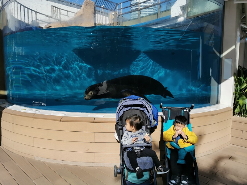 陽光水族館｜池袋水族館!池袋太陽城頂樓的水族館!還有室外企鵝池,動物區!