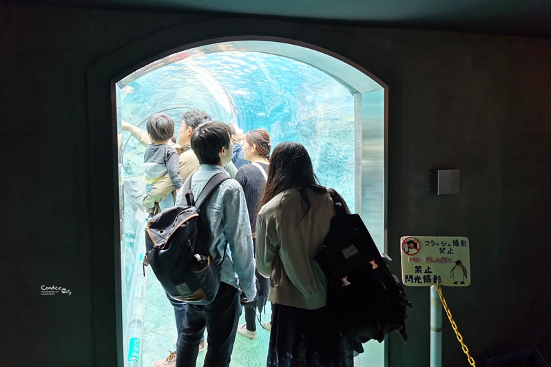 旭山動物園｜超炫企鵝隧道,北極熊超可愛!超推薦北海道旭川景點!