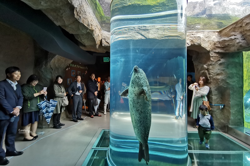 旭山動物園｜超炫企鵝隧道,北極熊超可愛!超推薦北海道旭川景點!