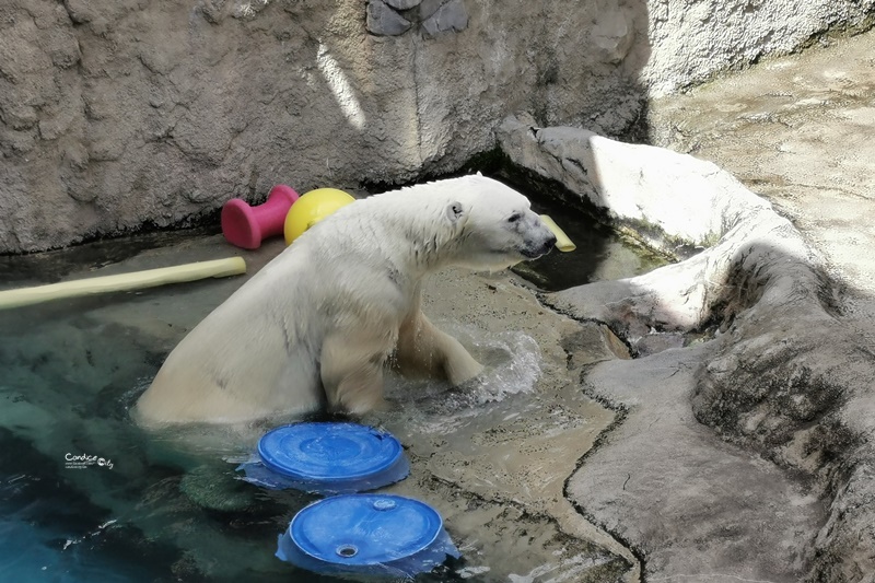 旭山動物園｜超炫企鵝隧道,北極熊超可愛!超推薦北海道旭川景點!