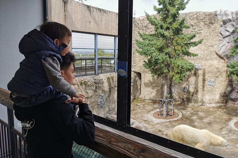 旭山動物園｜超炫企鵝隧道,北極熊超可愛!超推薦北海道旭川景點!