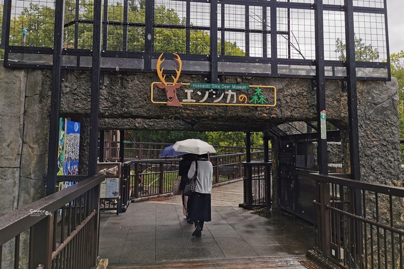 旭山動物園｜超炫企鵝隧道,北極熊超可愛!超推薦北海道旭川景點!