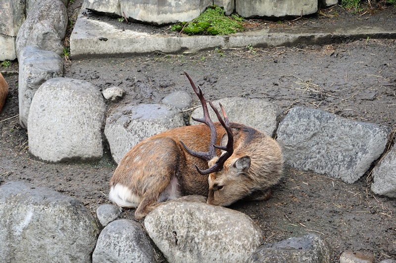 旭山動物園｜超炫企鵝隧道,北極熊超可愛!超推薦北海道旭川景點!