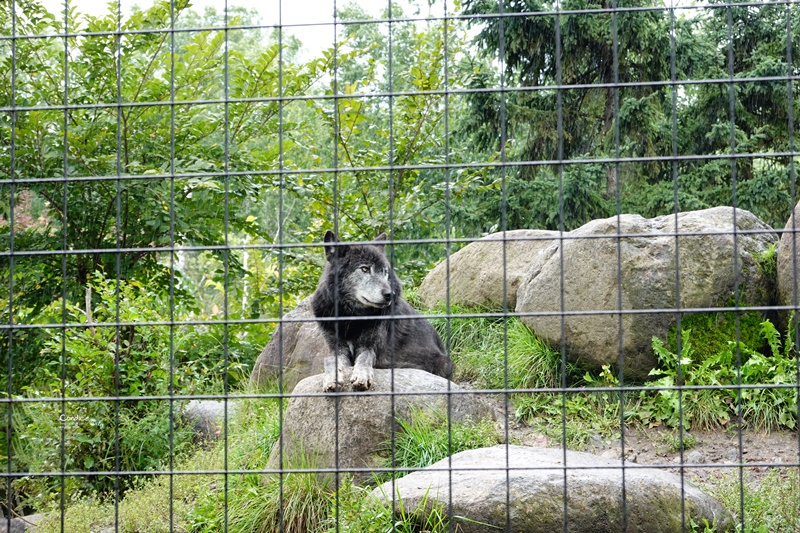 旭山動物園｜超炫企鵝隧道,北極熊超可愛!超推薦北海道旭川景點!