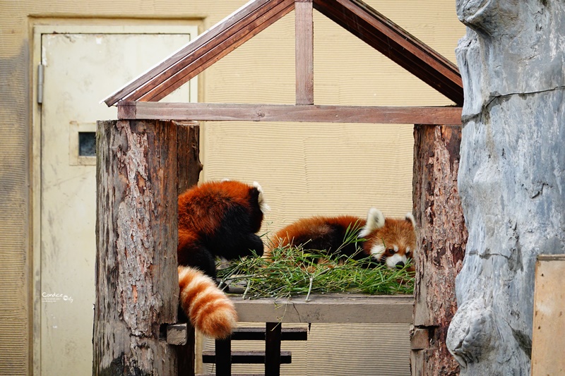 旭山動物園｜超炫企鵝隧道,北極熊超可愛!超推薦北海道旭川景點!