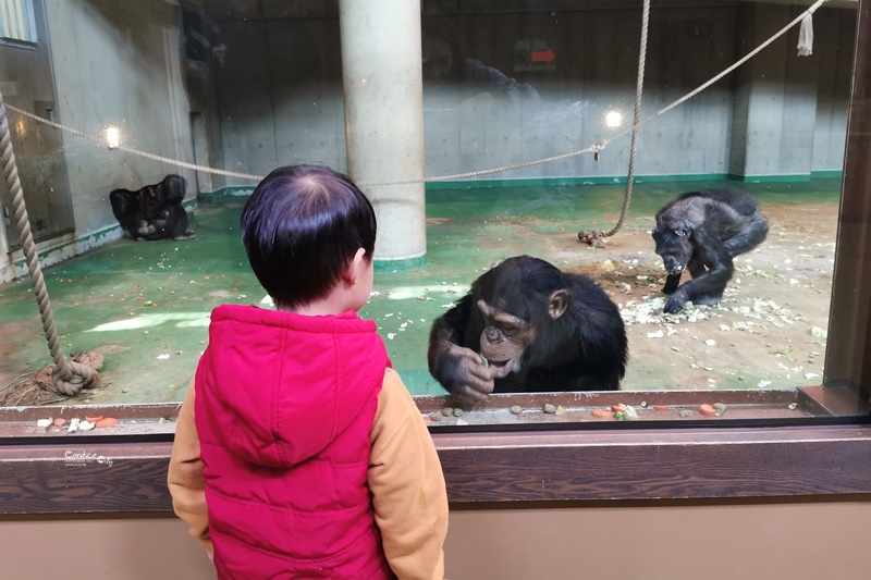 旭山動物園｜超炫企鵝隧道,北極熊超可愛!超推薦北海道旭川景點!