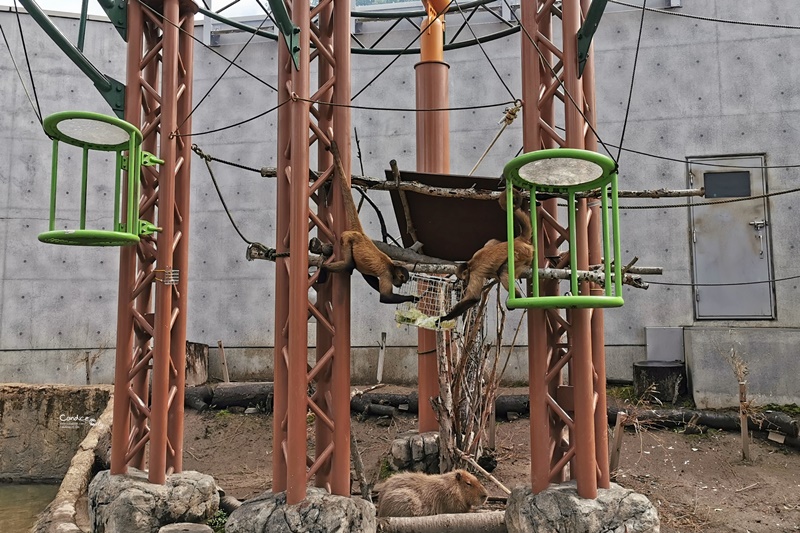 旭山動物園｜超炫企鵝隧道,北極熊超可愛!超推薦北海道旭川景點!