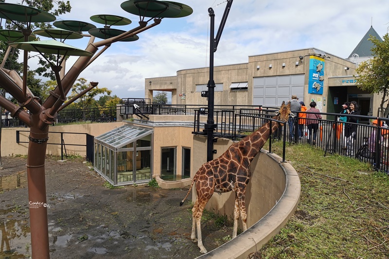 旭山動物園｜超炫企鵝隧道,北極熊超可愛!超推薦北海道旭川景點!