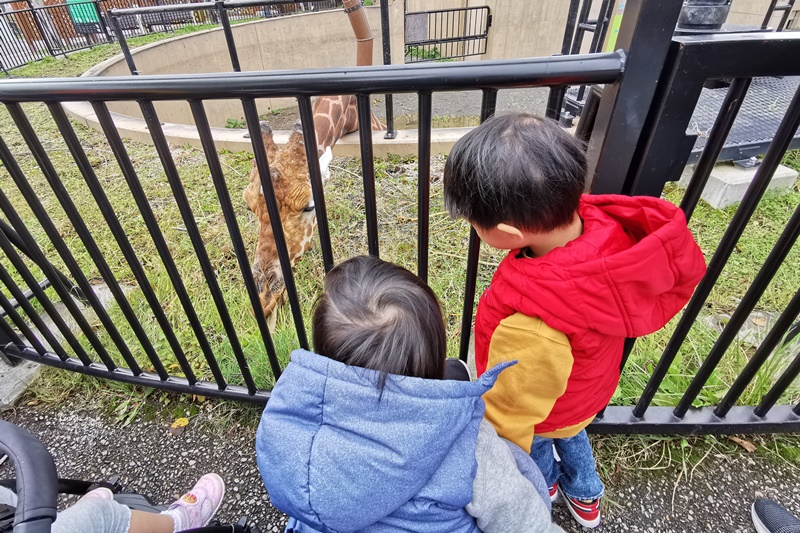 旭山動物園｜超炫企鵝隧道,北極熊超可愛!超推薦北海道旭川景點!