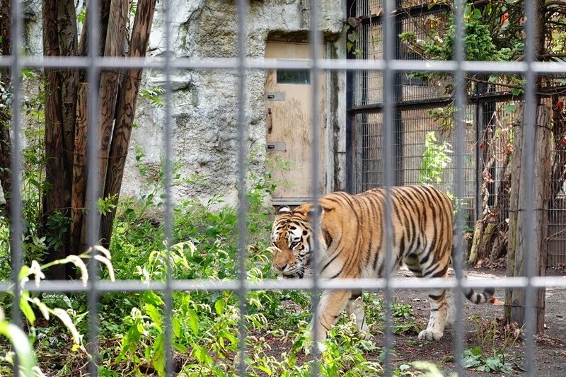 旭山動物園｜超炫企鵝隧道,北極熊超可愛!超推薦北海道旭川景點!