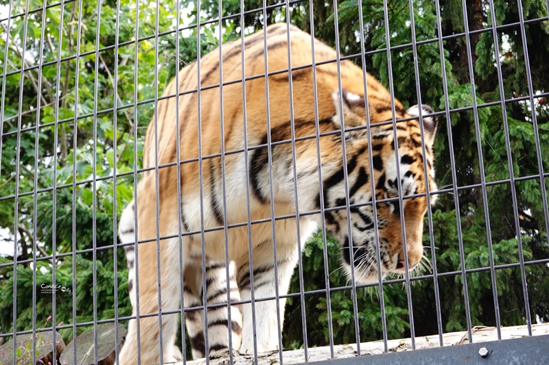 旭山動物園｜超炫企鵝隧道,北極熊超可愛!超推薦北海道旭川景點!