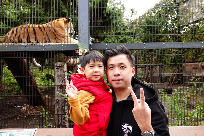 旭山動物園｜超炫企鵝隧道,北極熊超可愛!超推薦北海道旭川景點!