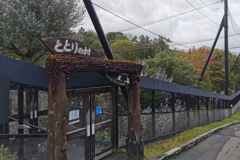 旭山動物園｜超炫企鵝隧道,北極熊超可愛!超推薦北海道旭川景點!