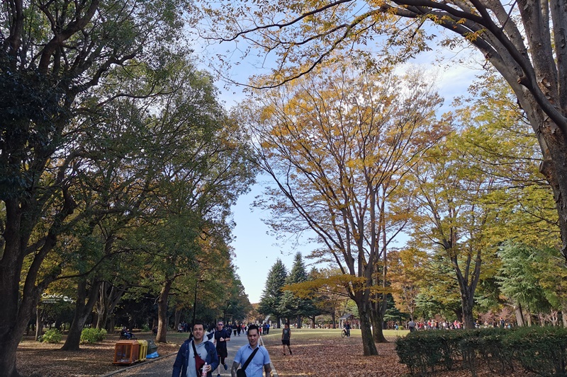 代代木公園｜東京賞楓景點!東京野餐NO1景點!