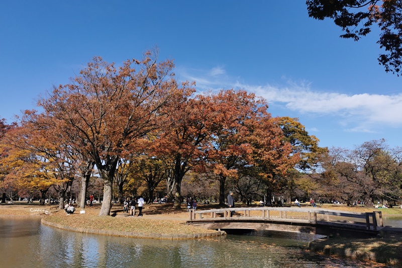 代代木公園｜東京賞楓景點!東京野餐NO1景點!