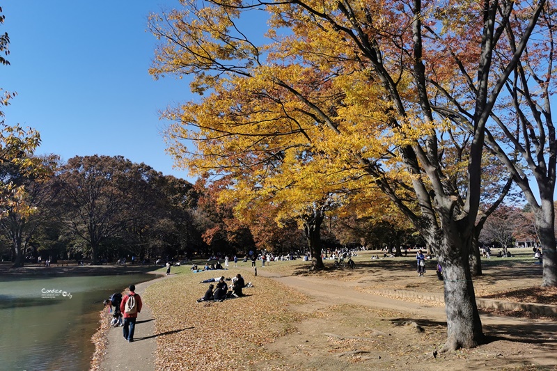 代代木公園｜東京賞楓景點!東京野餐NO1景點!