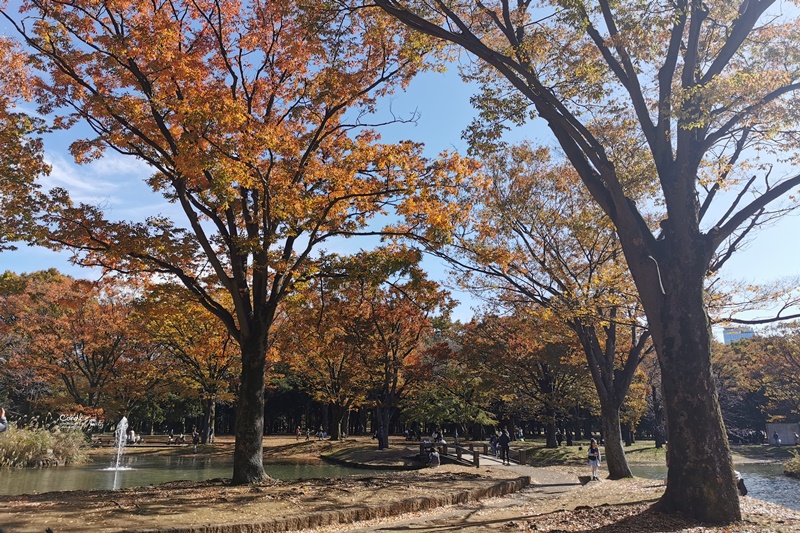 代代木公園｜東京賞楓景點!東京野餐NO1景點!