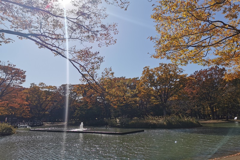 代代木公園｜東京賞楓景點!東京野餐NO1景點!