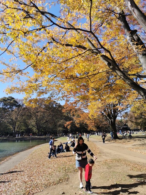 代代木公園｜東京賞楓景點!東京野餐NO1景點!