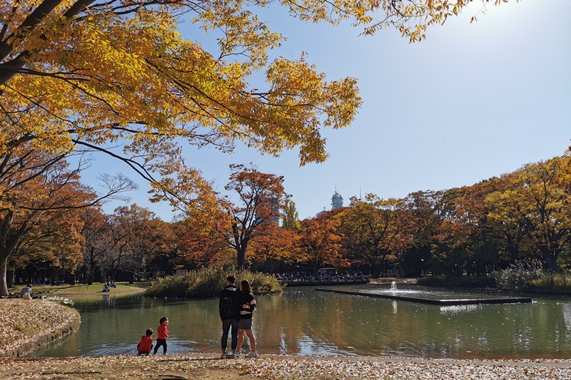 代代木公園｜東京賞楓景點!東京野餐NO1景點!