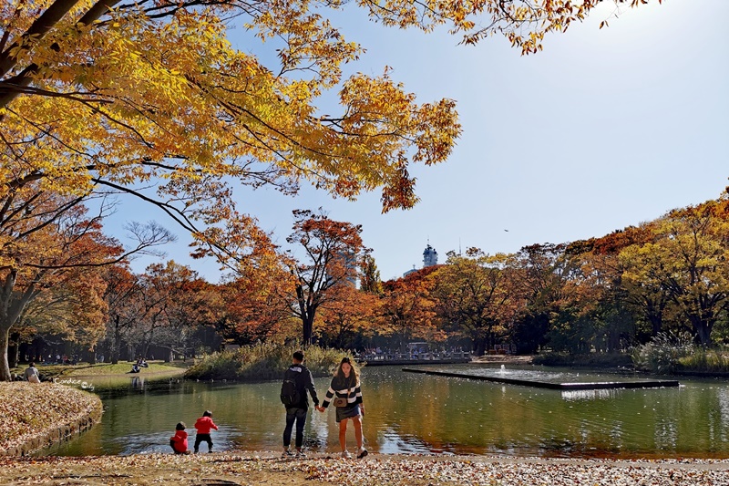 代代木公園｜東京賞楓景點!東京野餐NO1景點!