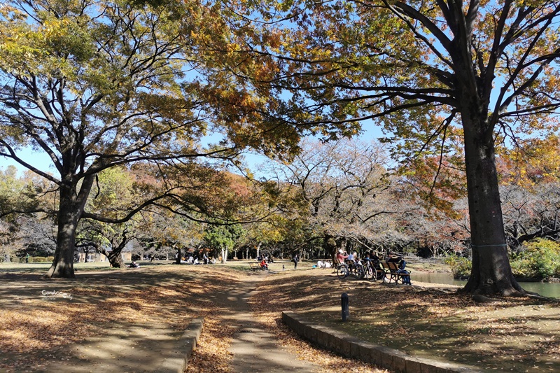 代代木公園｜東京賞楓景點!東京野餐NO1景點!