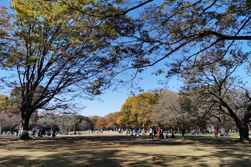 代代木公園｜東京賞楓景點!東京野餐NO1景點!