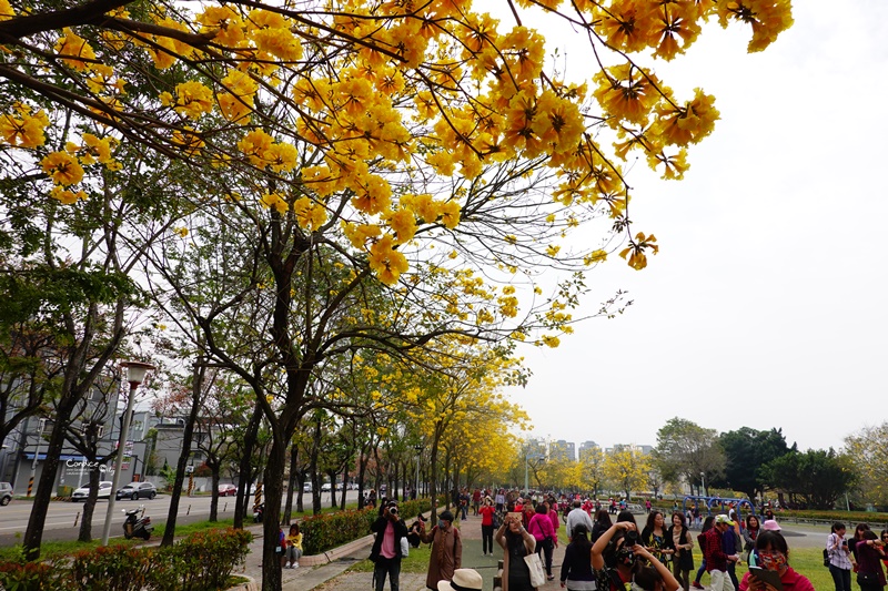 廍子公園｜台中黃金風鈴木花,超美金黃公園!風鈴花正盛,台中景點!