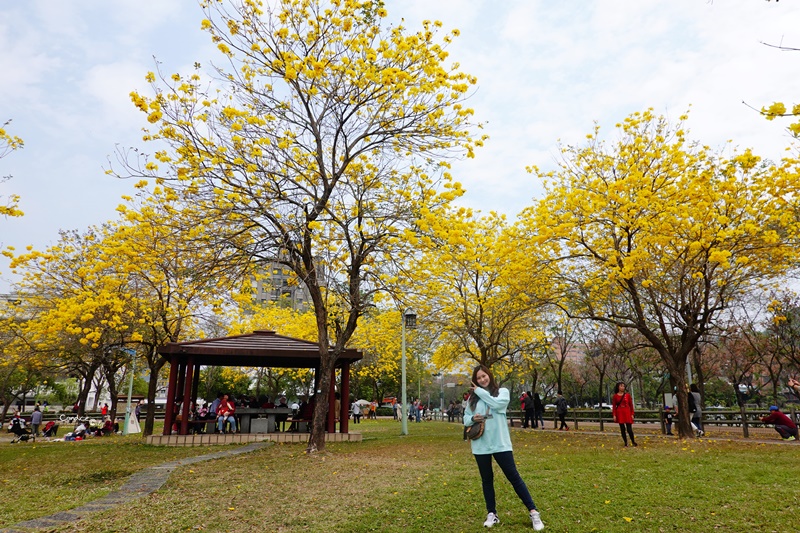 廍子公園｜台中黃金風鈴木花,超美金黃公園!風鈴花正盛,台中景點!