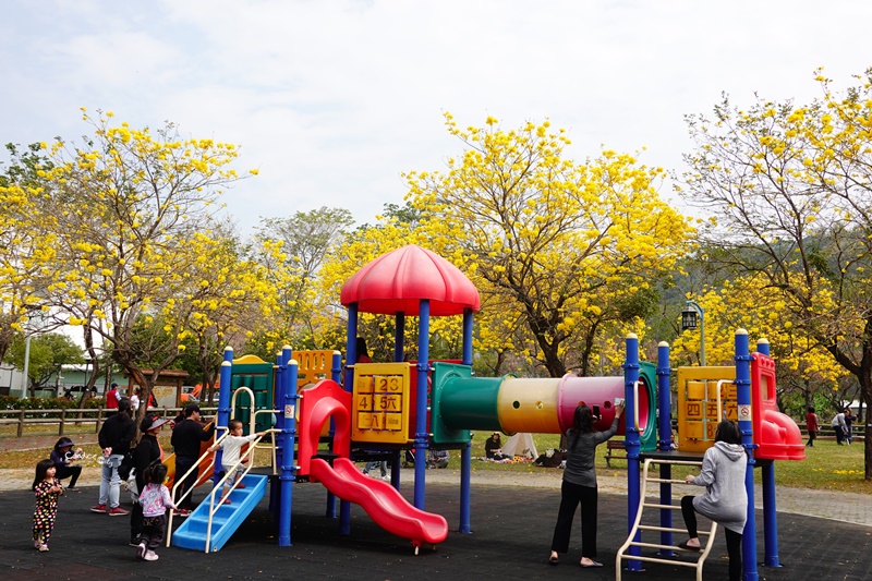 廍子公園｜台中黃金風鈴木花,超美金黃公園!風鈴花正盛,台中景點!