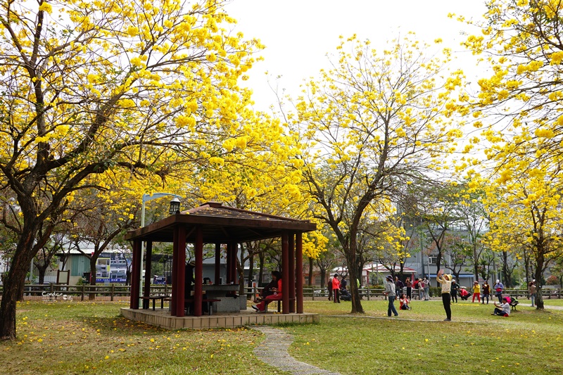 廍子公園｜台中黃金風鈴木花,超美金黃公園!風鈴花正盛,台中景點!